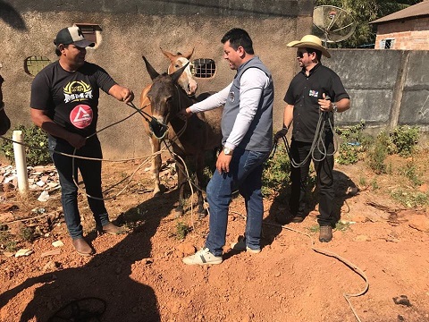 Equipe do IPPUR apreendendo animal solto em via pública