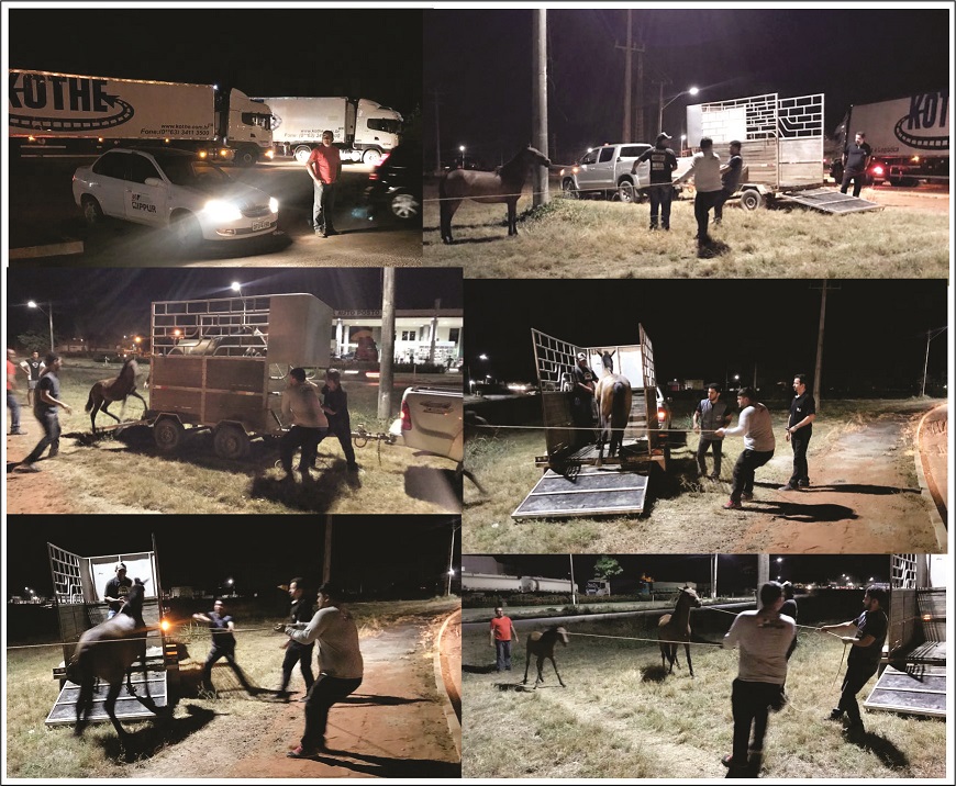 Equipe do IPPUR durante à noite apreendendo animais na rodovia